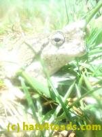 /home//u458753944/public_html/sourcegallery////Roxborough Toad Detour/2025/2025-03-31/P3311640.JPG